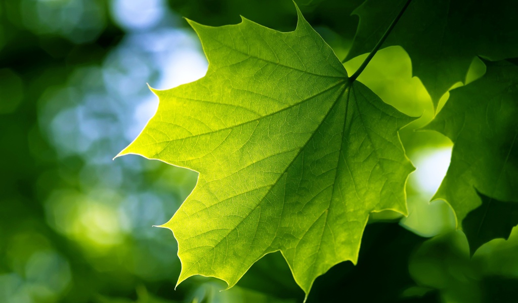 Зеленый лист