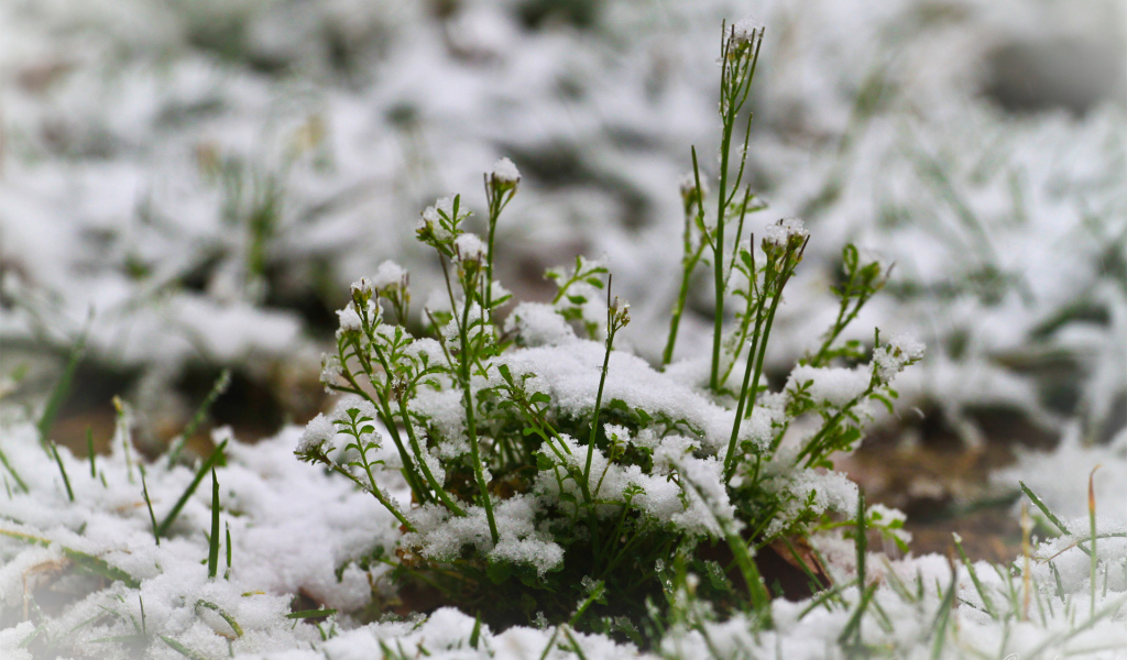 Зелень пробивается сквозь снег