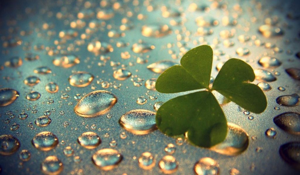 Лист клевера на каплях воды