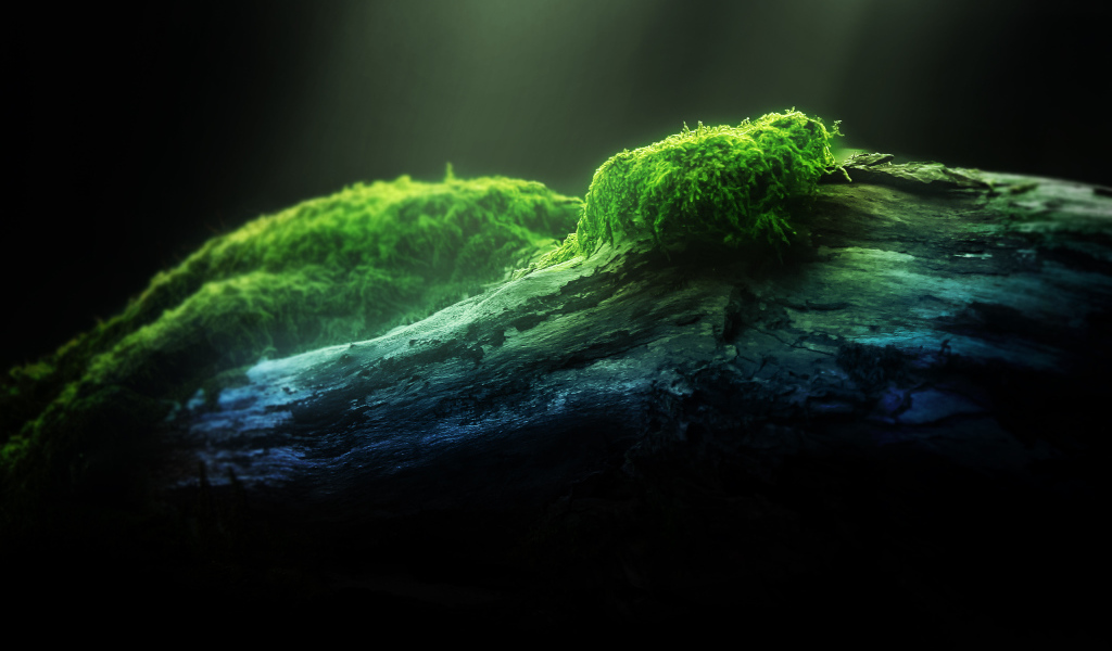 Зеленый мох