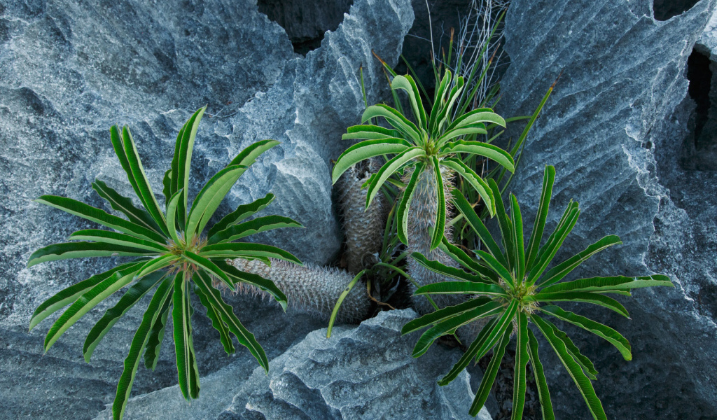 Пальмы растут в скалах