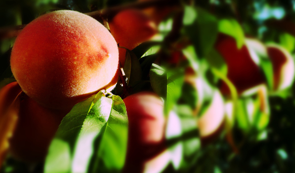 Персик на ветке