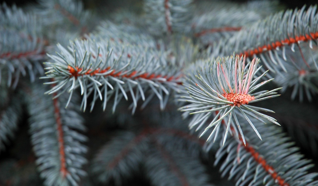 Еловые ветки