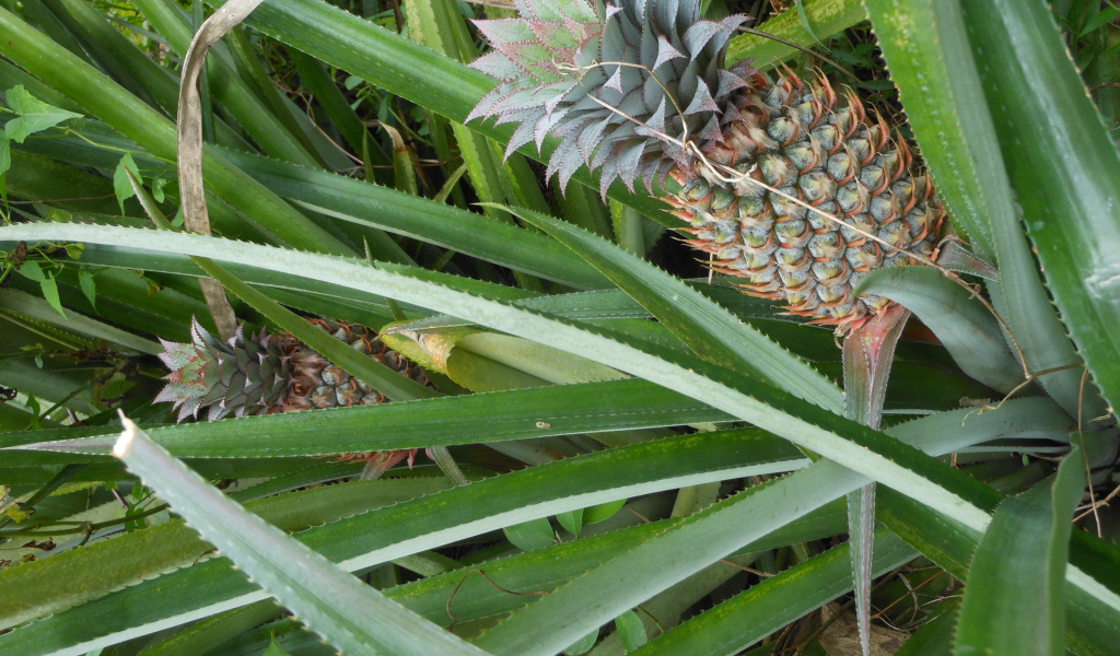 Ананас растет на кусте