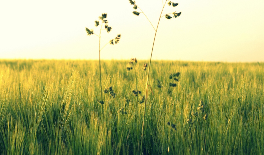 Растения в поле