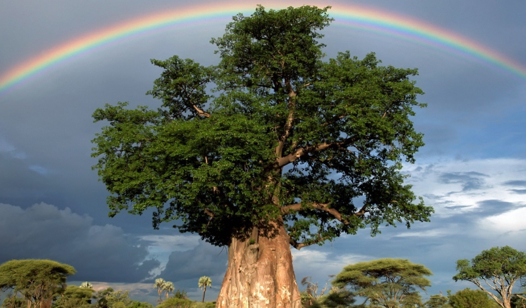 Радуга над толстым деревом