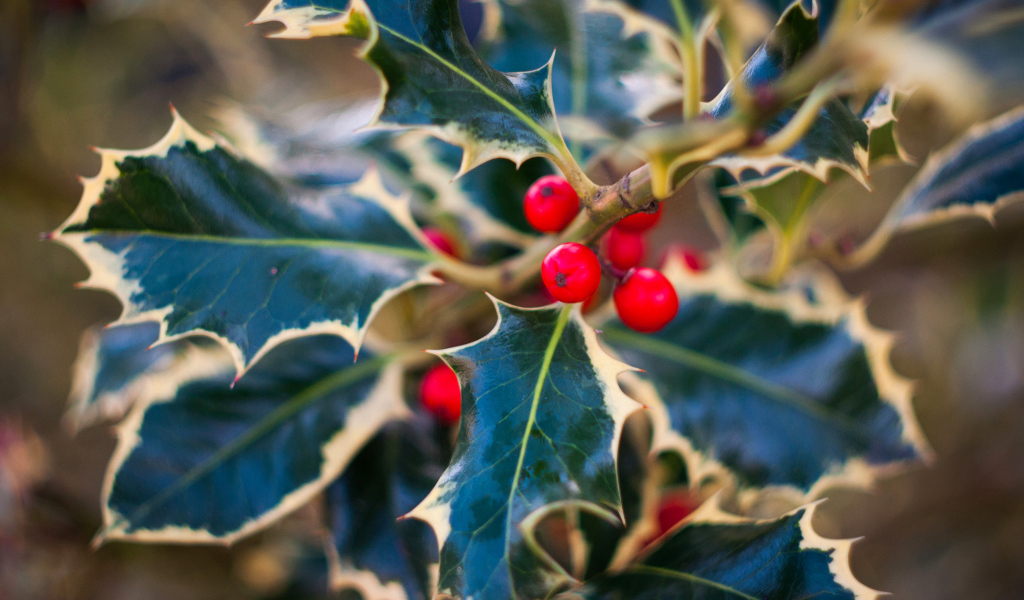 Красные ягоды на ветвях