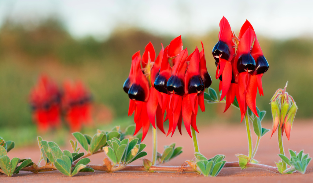 Красные цветы на ветке