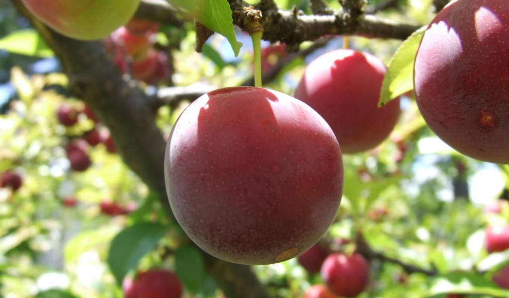 Красные фрукты на дереве