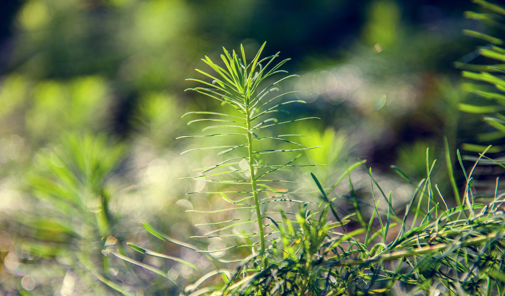 Росток тянется к солнцу