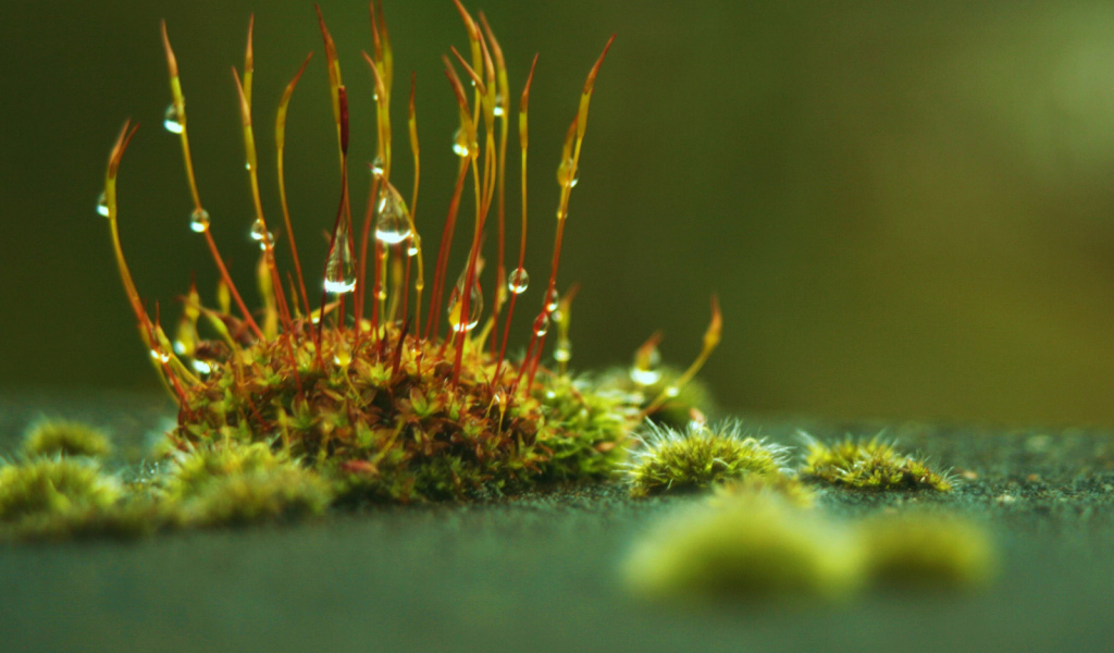 Маленькие ростки с каплями