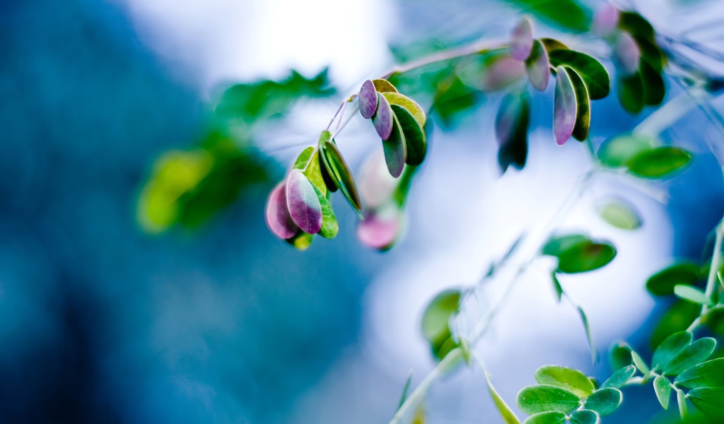 Всплеск листьев