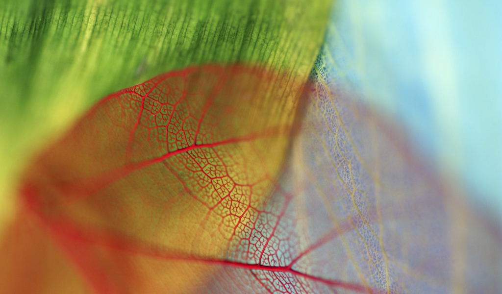 Прожилки прозрачного листа