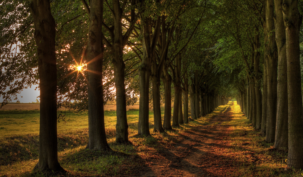 Аллея из деревьев