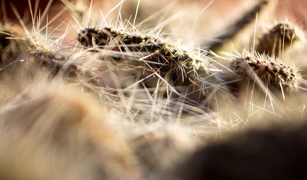 Колючки кактуса