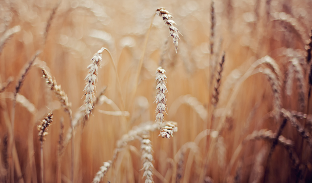 Колоски пшеницы