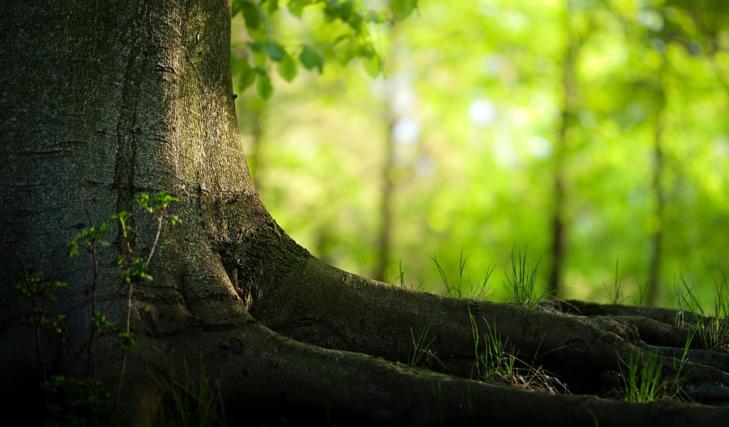 Корни большого дерева