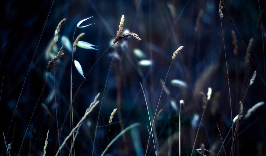 Колоски на траве