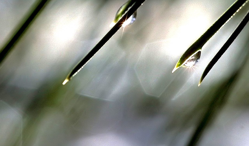 Солнце в каплях росы