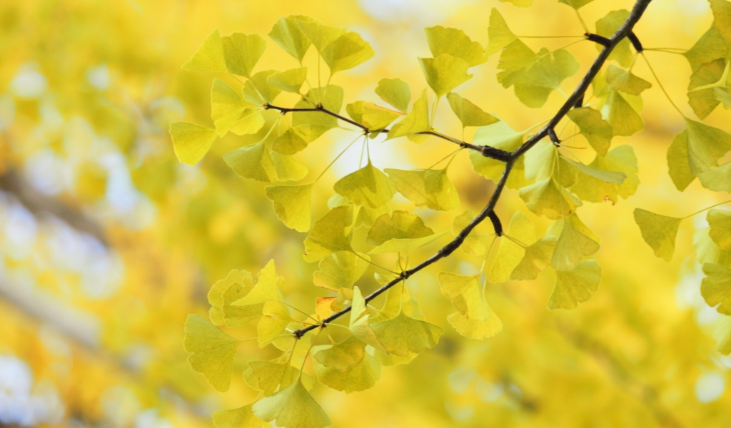 Дерево Гинко Билоба