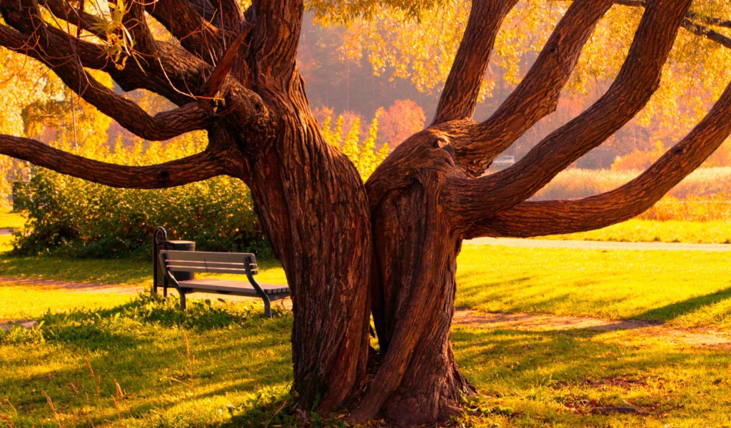 Деревья близнецы