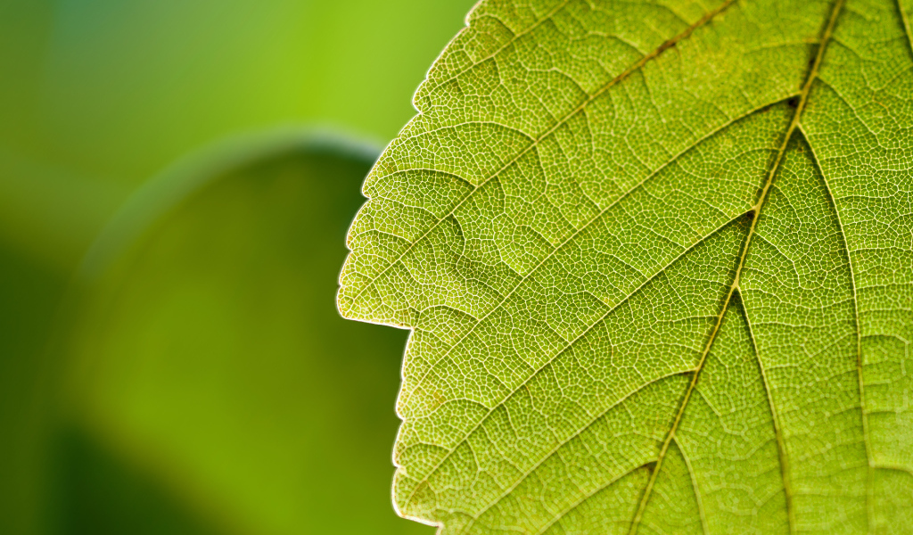 Прожилки листа