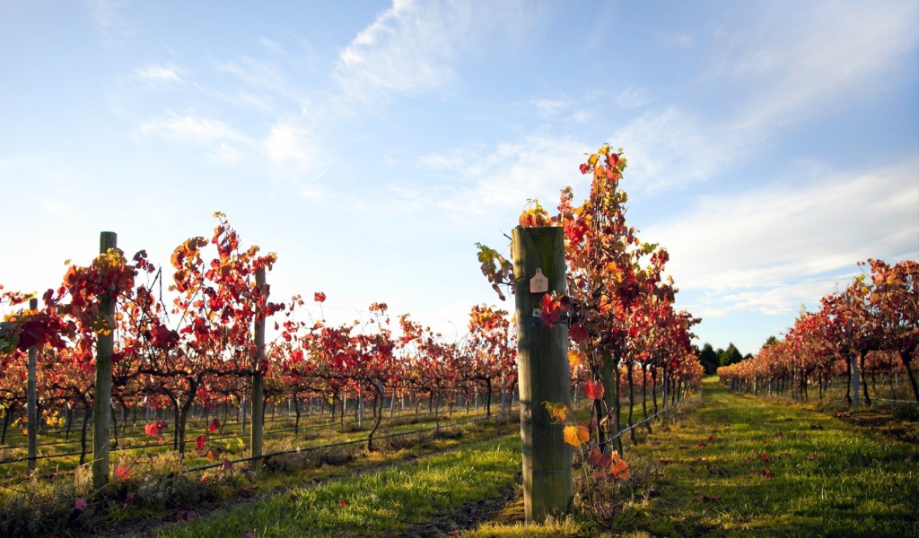 Плантация виноградника
