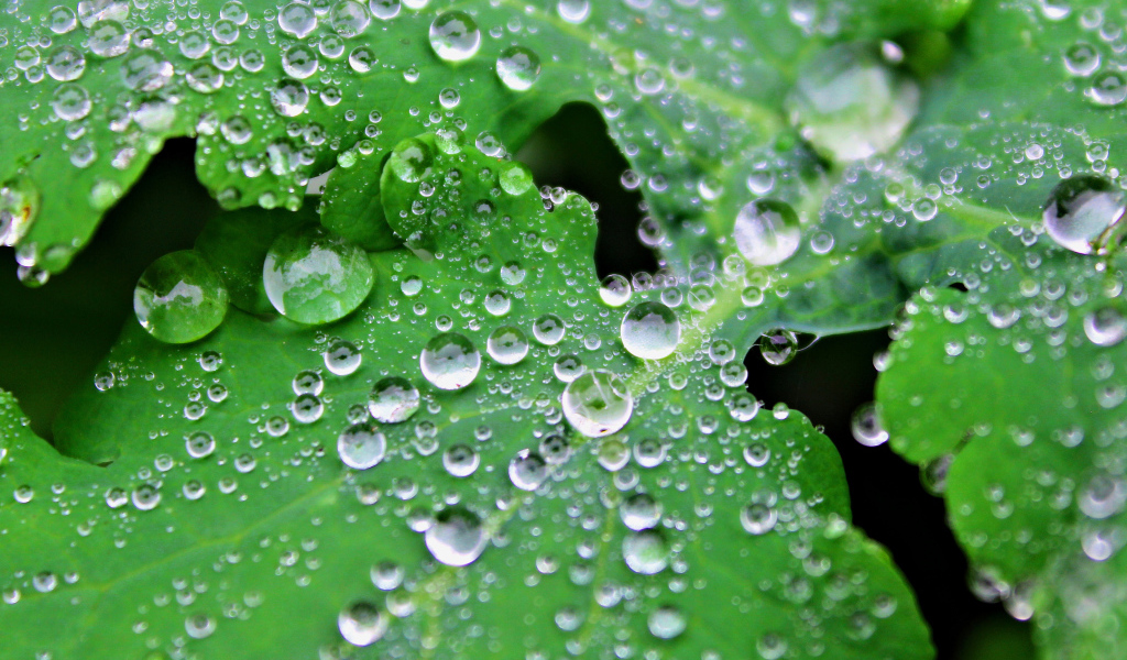 Water drops on leaves