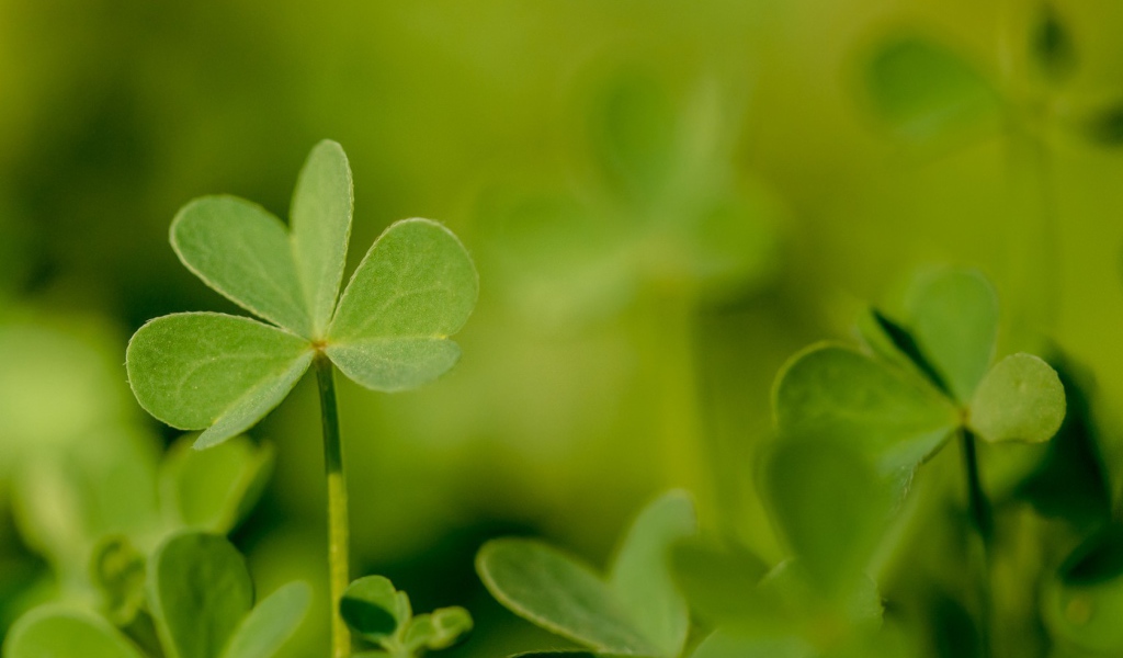 Молодой зеленый листик