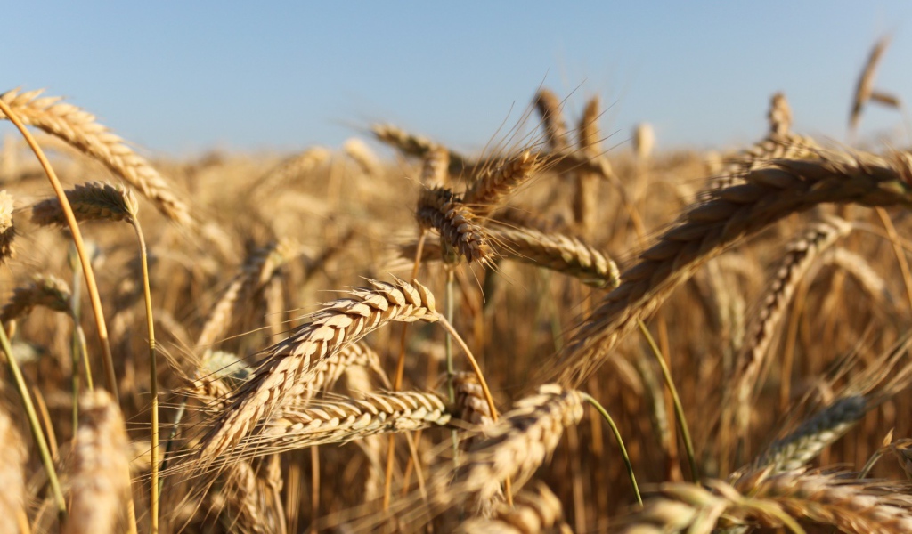 Зрелые колосья пшеницы