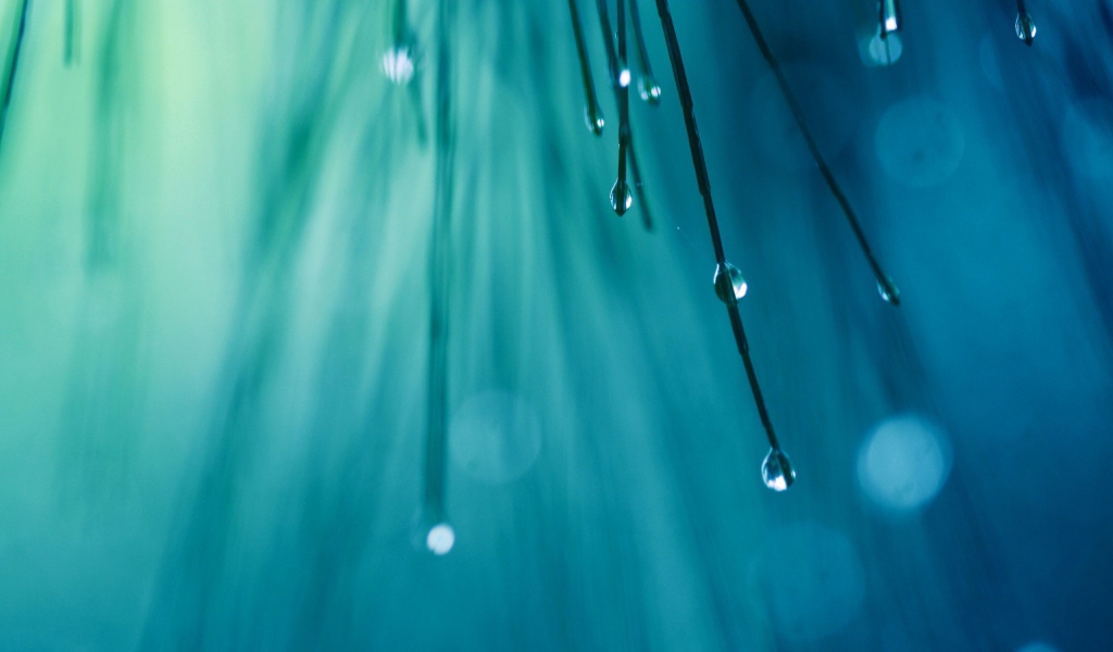 	 Water drops on the tree needles