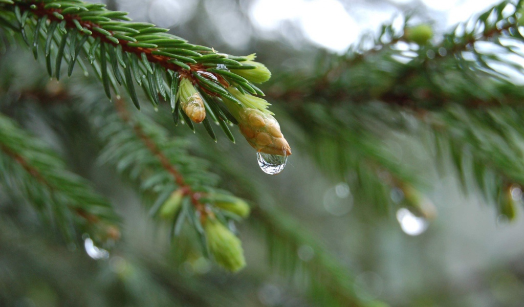 Весенние побеги