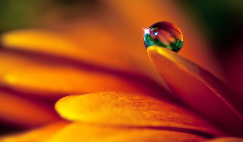 Капля на лепестке