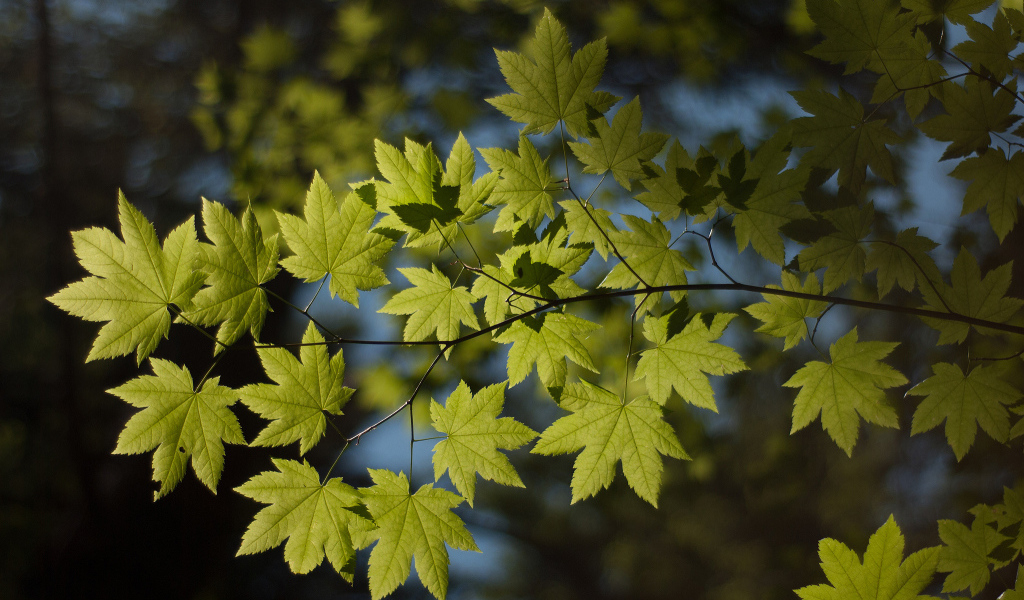 Ветка с листьями