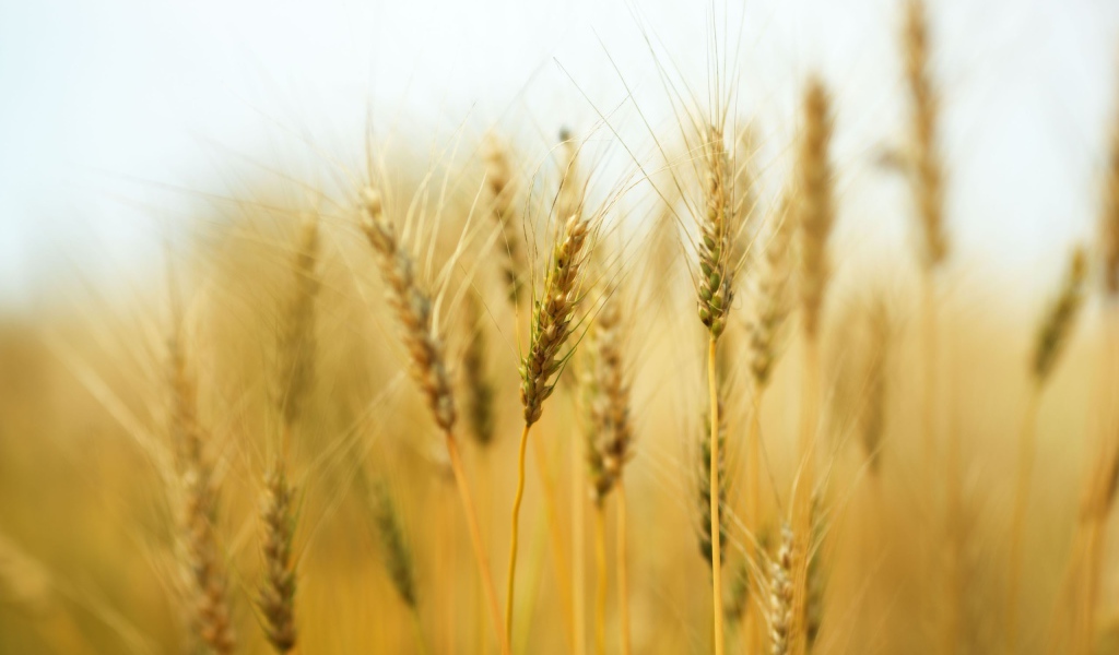 Колосья пшеницы