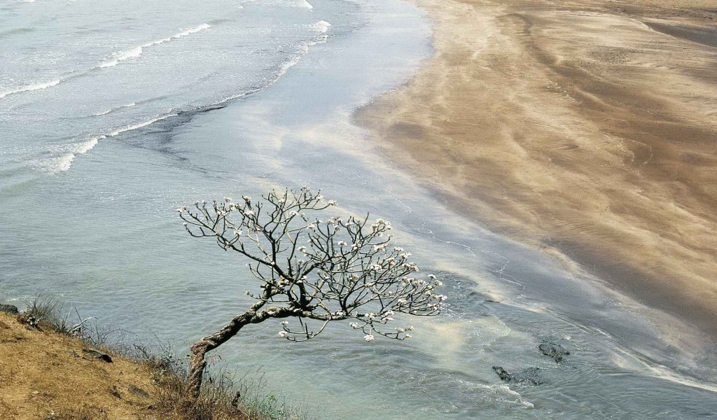 Цветущее дерево в Индии