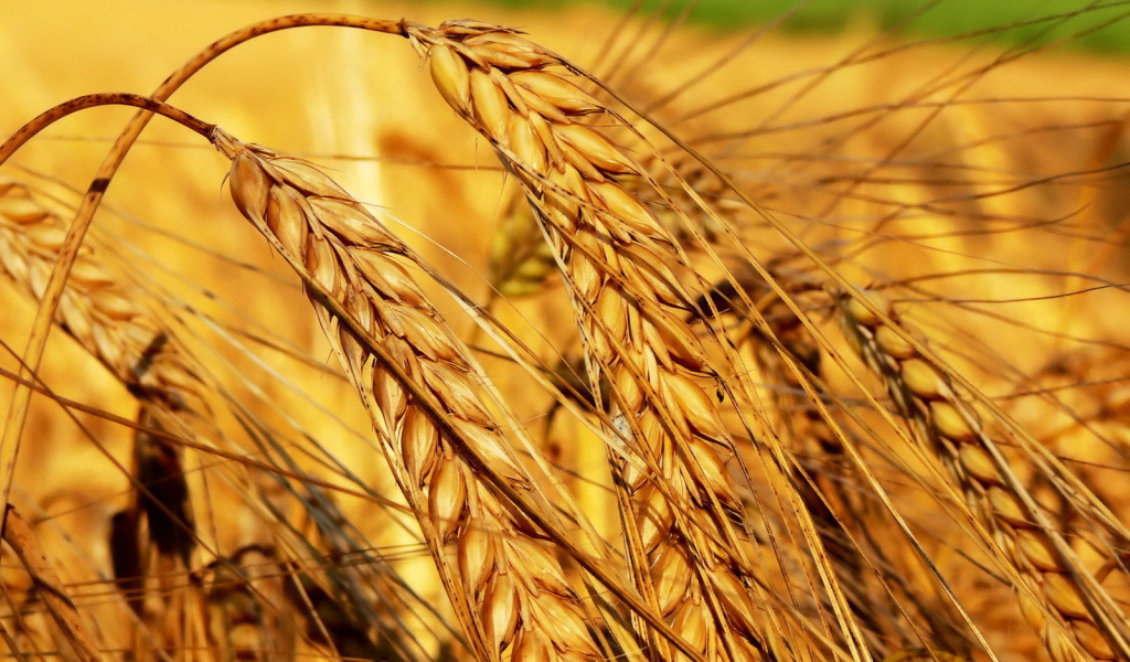 Тяжелые колосья пшеницы