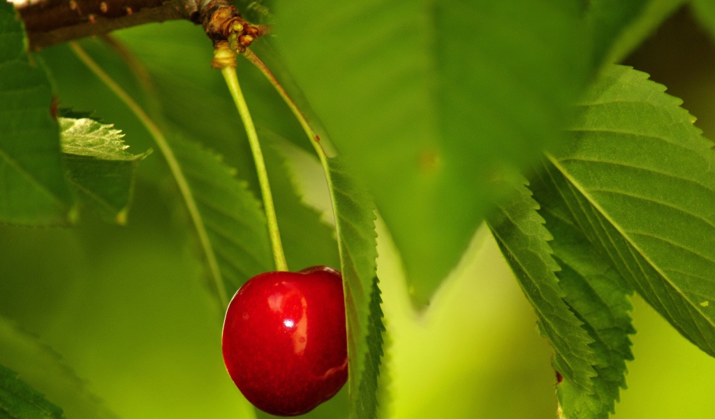 Одинокая вишня