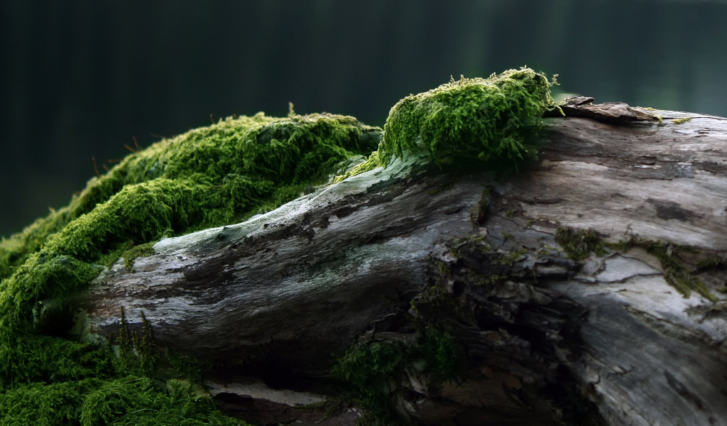 Мох на старом бревне