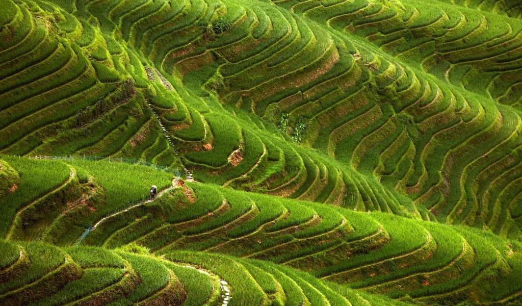 Чайные плантации в горах