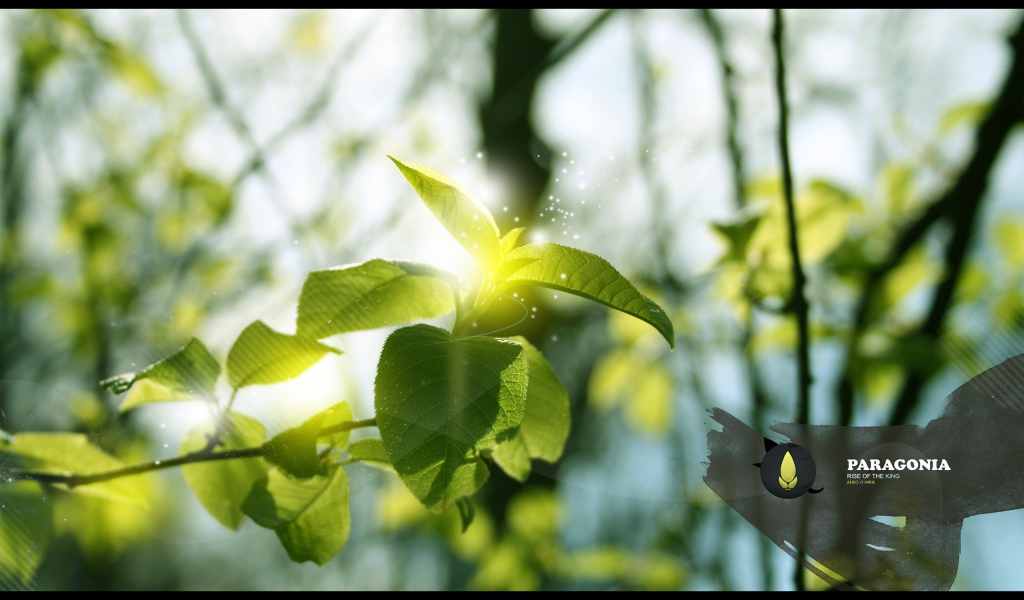 Ветка дерева