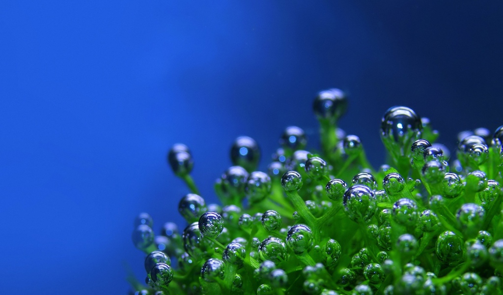 Пузырьки на растении