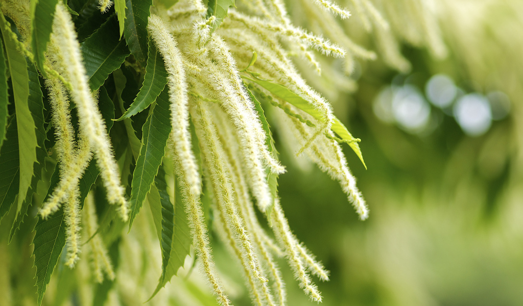 Листья и цветы дерева