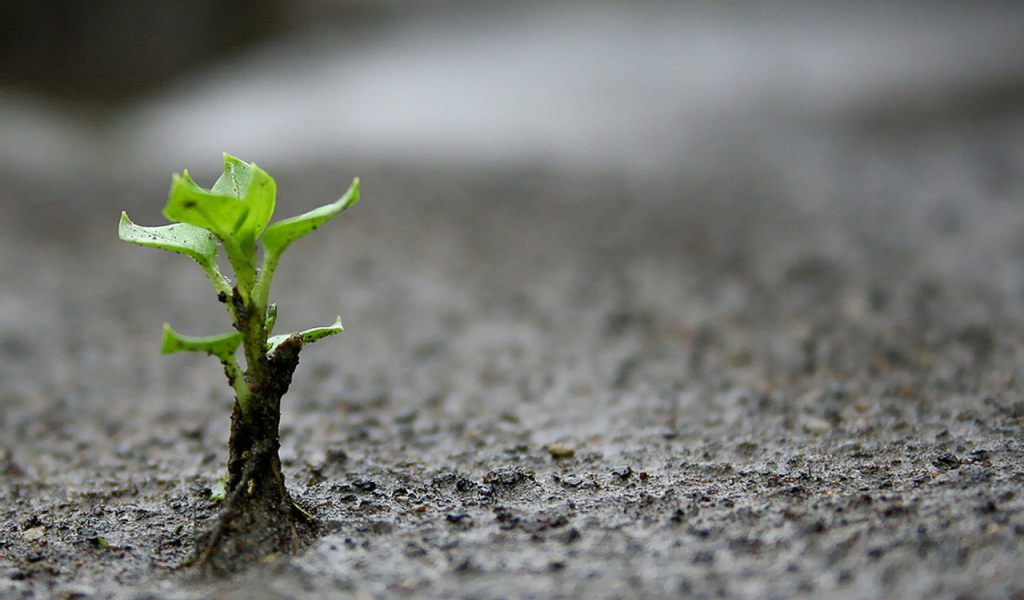 Маленький зеленый росток