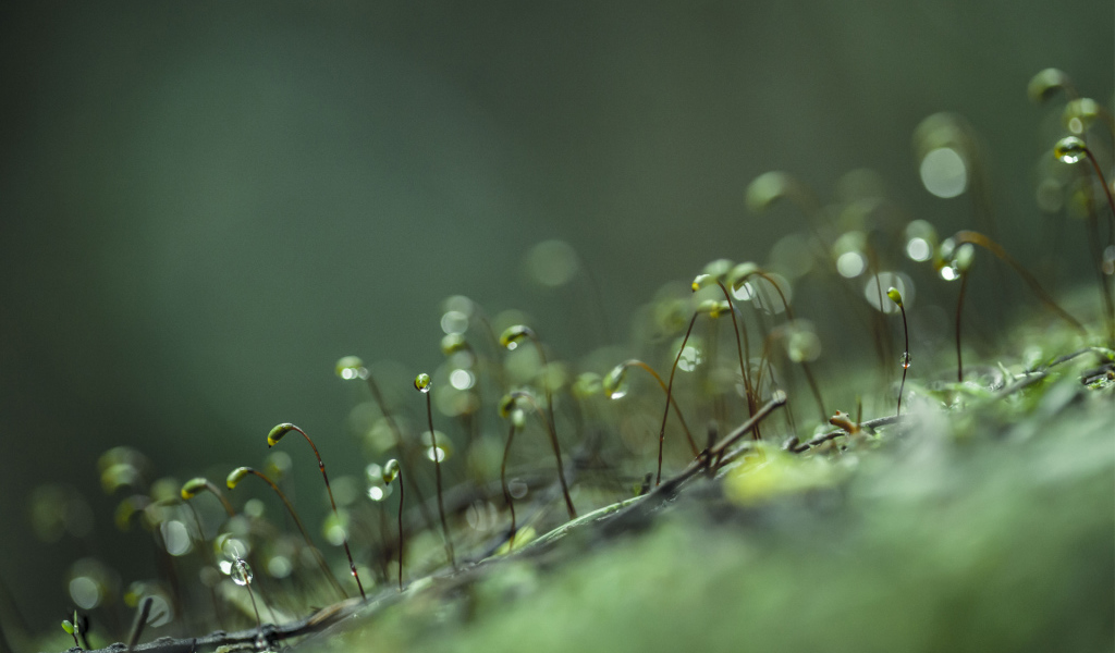 Ростки с каплями воды