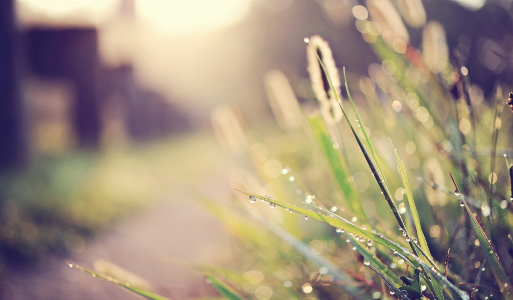 Капли воды на траве