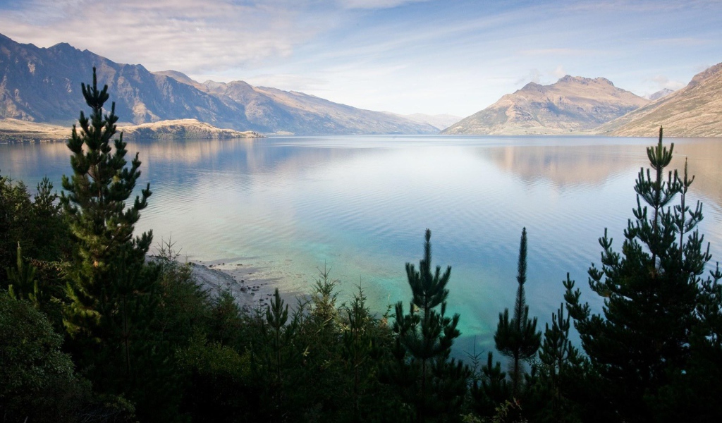 Хвойные деревья на берегу озера