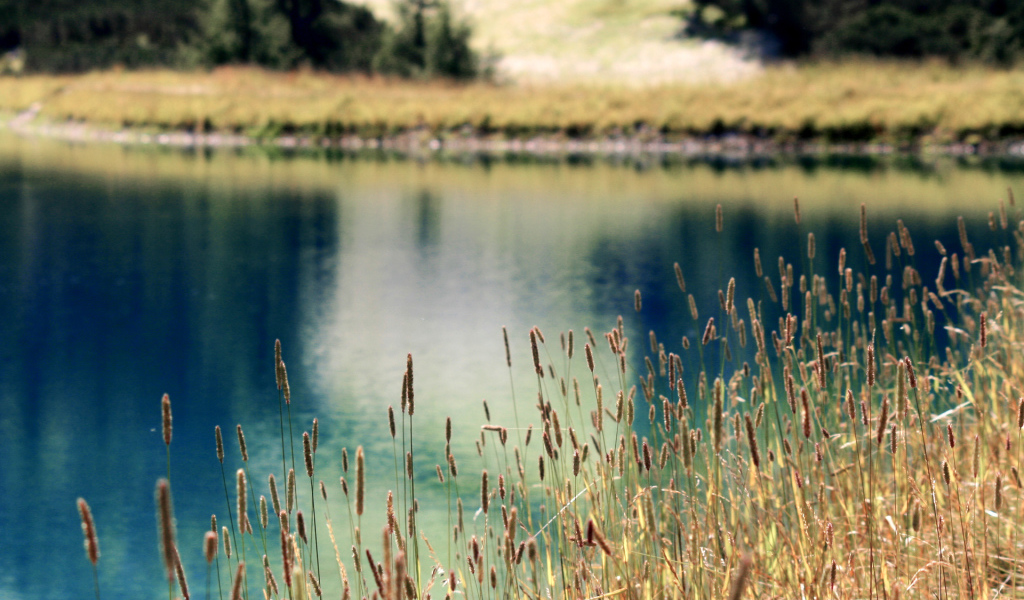 Растения на берегу озера