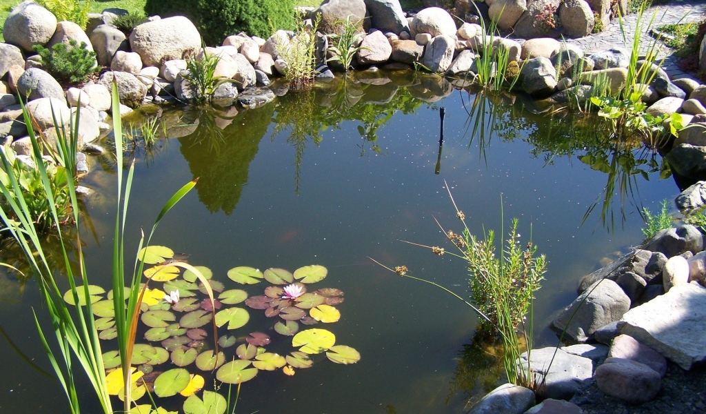 Пруд в саду