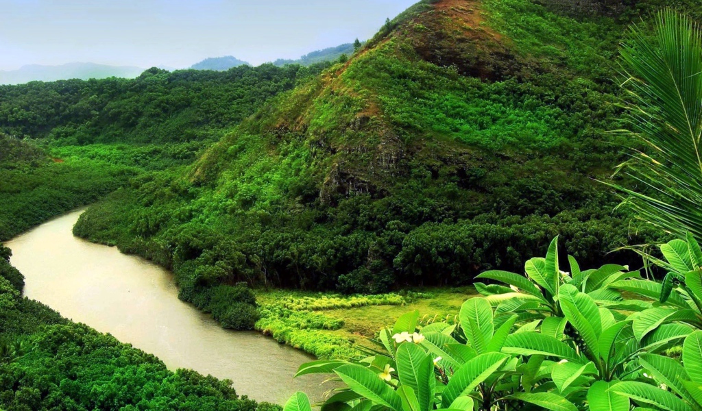 Джунгли вдоль реки